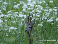 images/CERF-ET-CHEVREUIL/chevreuil-juin-2010 copie.jpg